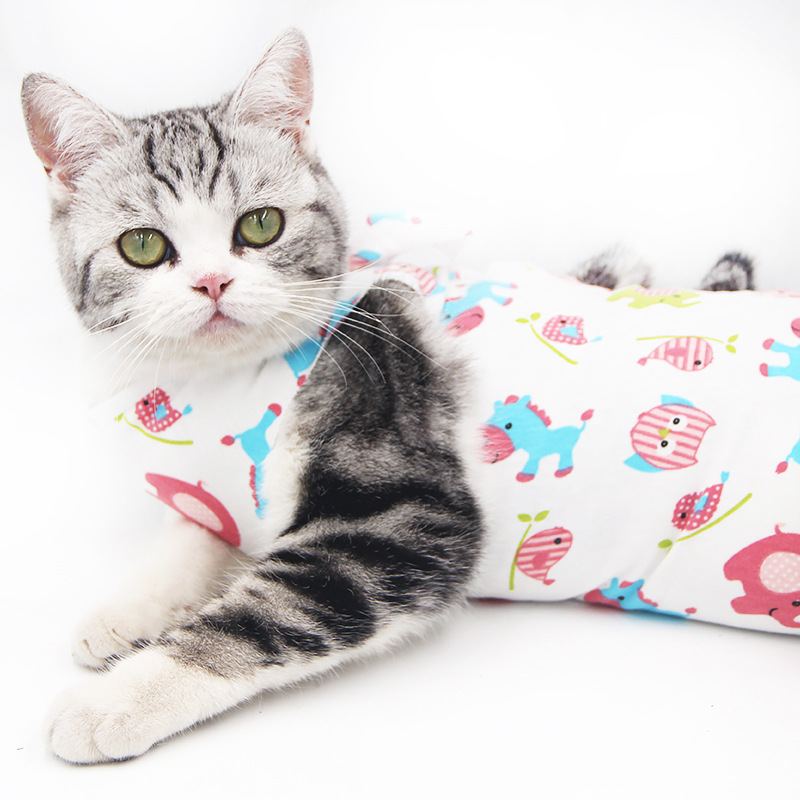 Cat wearing a light-blue post-surgery recovery suit with tie-back